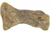 Hadrosaur (Edmontosaurus) Metatarsal (II) - Wyoming #238351-1